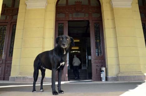 Oradea ieri, Oradea azi: Taxe pe câini, existente din 1930